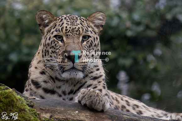 Persian leopard