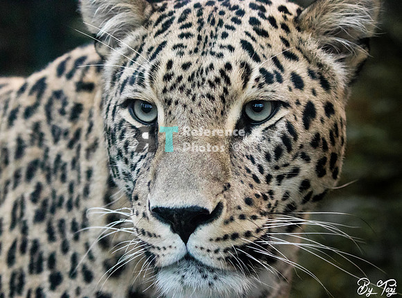 Persian leopard