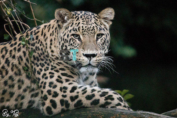 Persian leopard