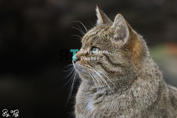 European wild cat