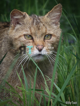 European wild cat