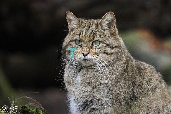 European wild cat