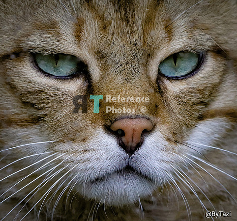 European wild cat