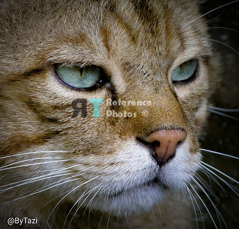 European wild cat