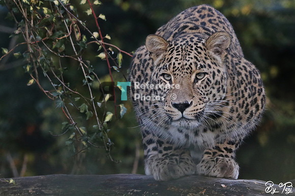 Persian leopard