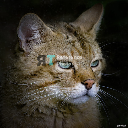 European wild cat