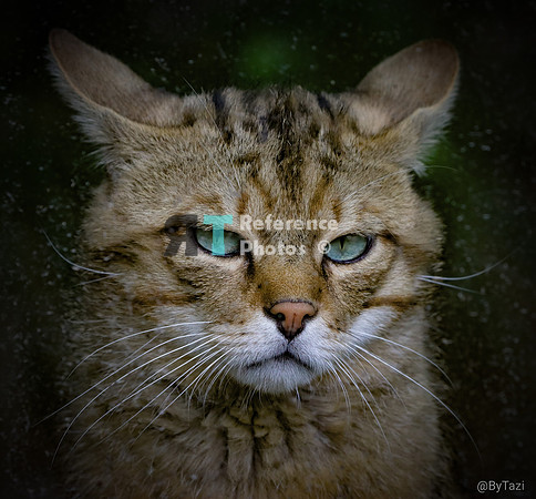 European wild cat