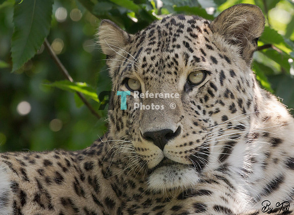Persian leopard