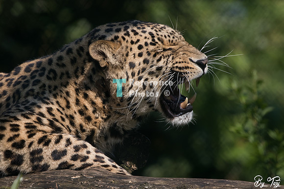 Persian leopard