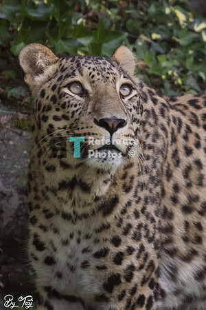 Persian leopard