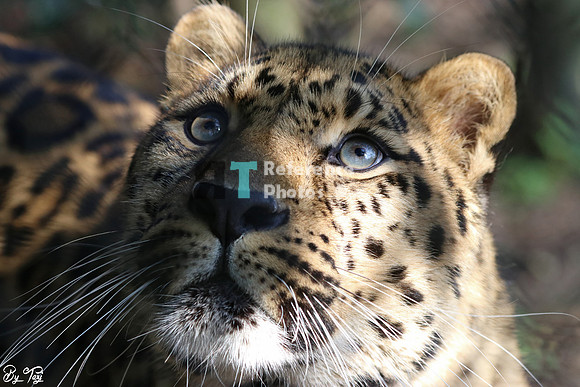 Amur leopard