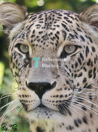Persian leopard