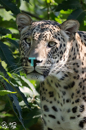 Persian leopard