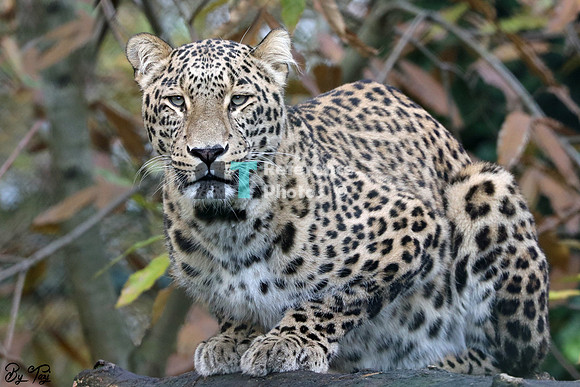 Persian leopard