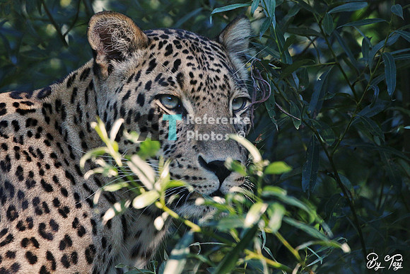 Persian leopard