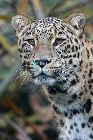 Persian leopard