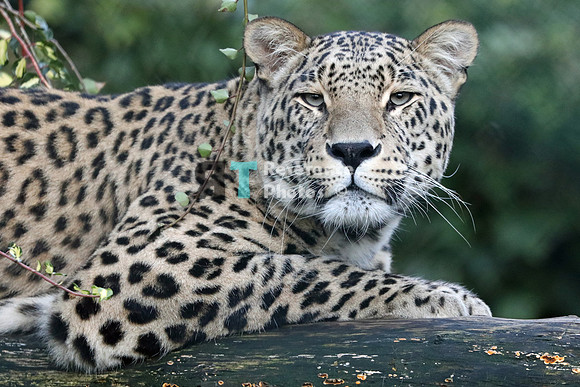 Persian leopard