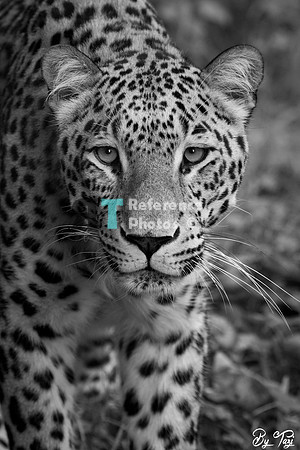 Persian leopard