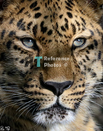 Amur leopard