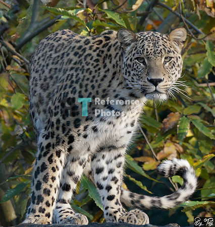 Persian leopard