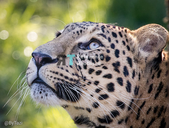 Persian leopard