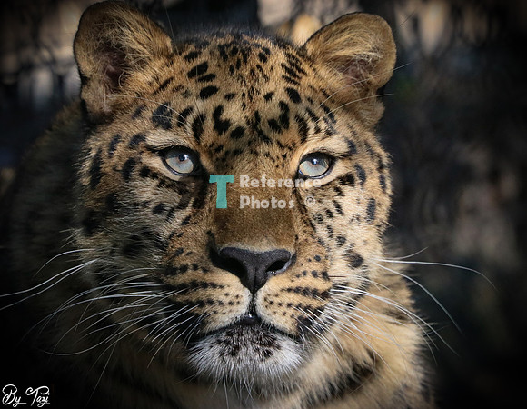 Amur leopard
