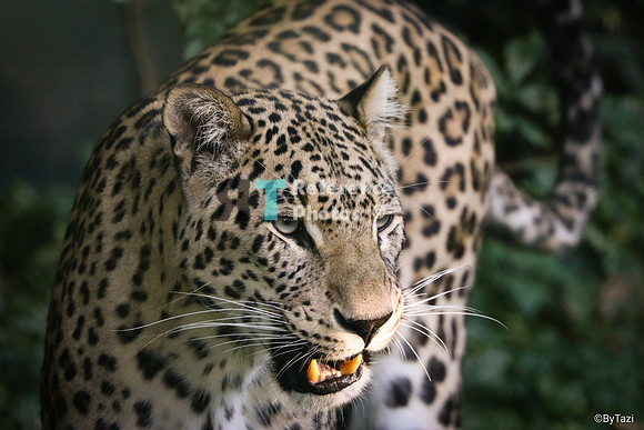 Persian leopard