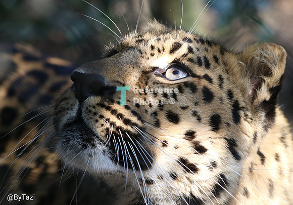 Amur leopard