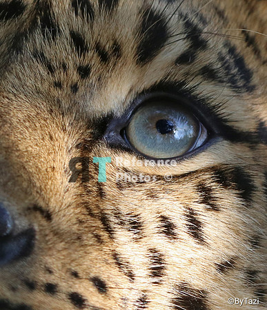 Amur leopard eye