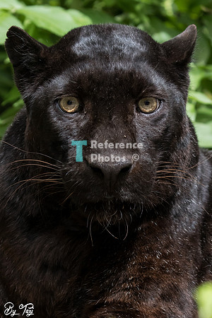 Black (melanistic) leopard