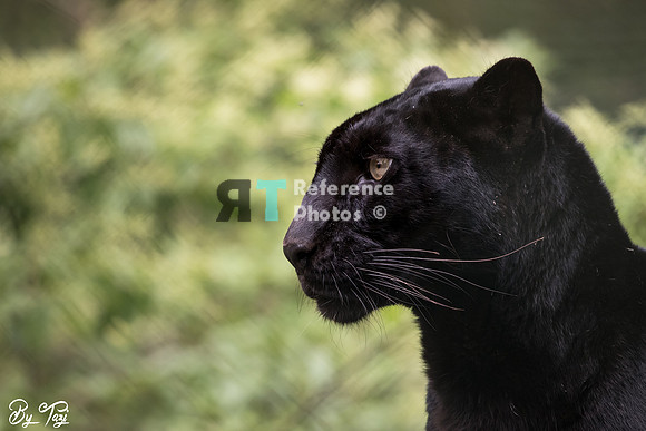 Black (melanistic) leopard profile