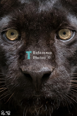 Black (melanistic) leopard
