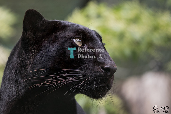 Black (melanistic) leopard