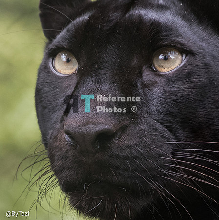 Black (melanistic) leopard (cropped)