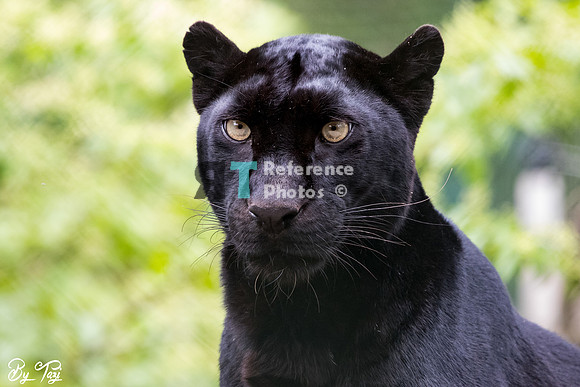 Black (melanistic) leopard