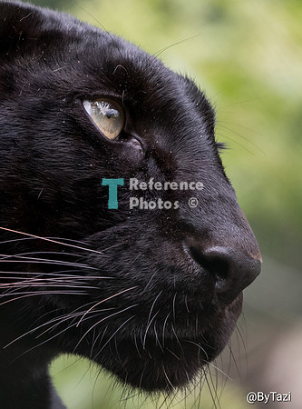 Black (melanistic) leopard profile
