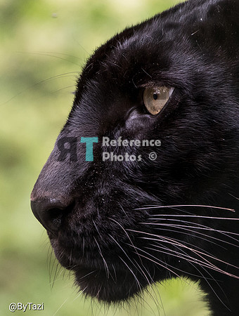 Black (melanistic) leopard profile