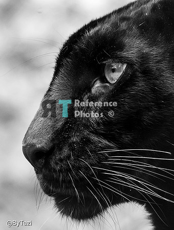 Black (melanistic) leopard profile
