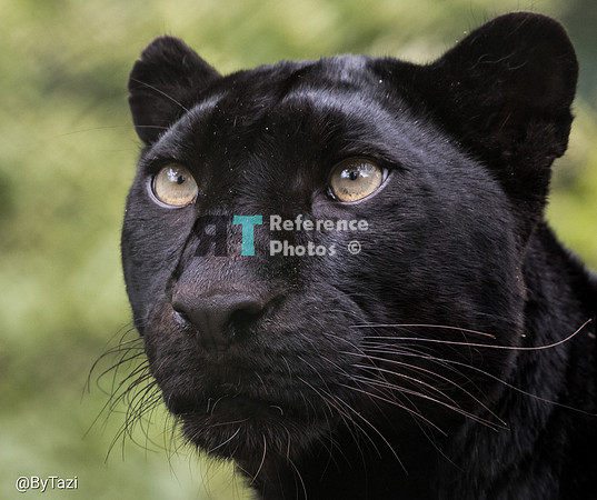 Black (melanistic) leopard