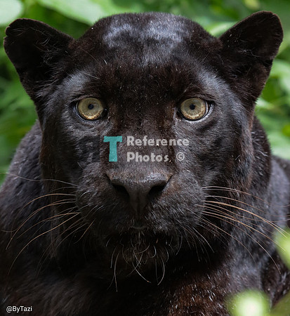 Black (melanistic) leopard