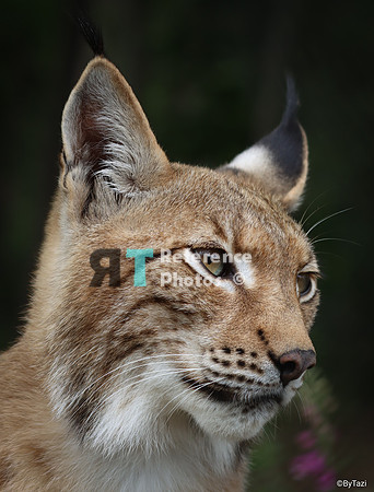 Eurasian lynx