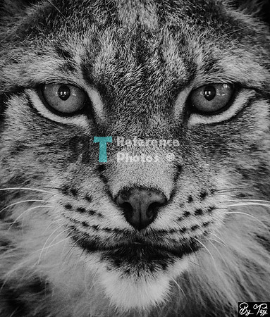 Eurasian lynx