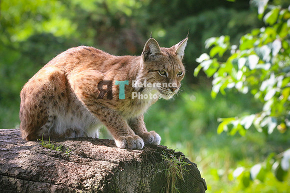 Eurasian lynx