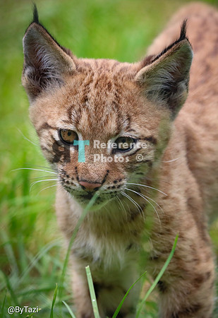 Eurasian lynx