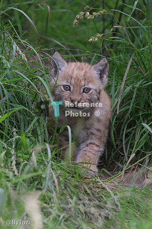 Eurasian lynx kitten (Grainy, but still quite detailed)
