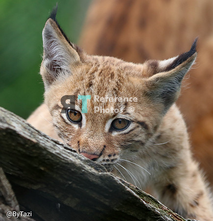 Eurasian lynx