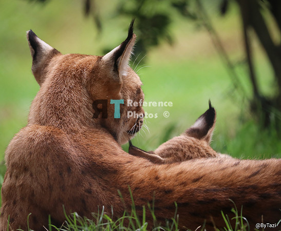 Eurasian lynx