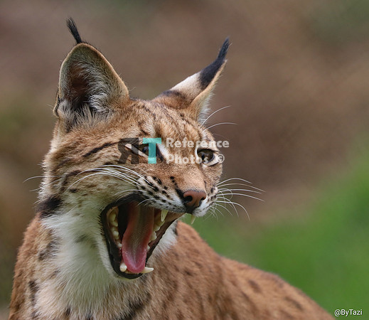 Eurasian lynx