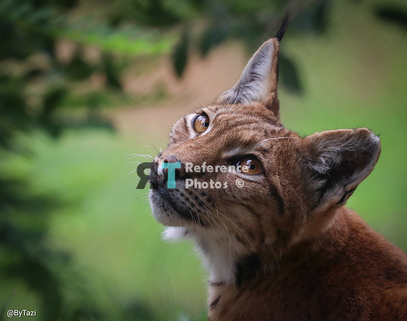 Eurasian lynx