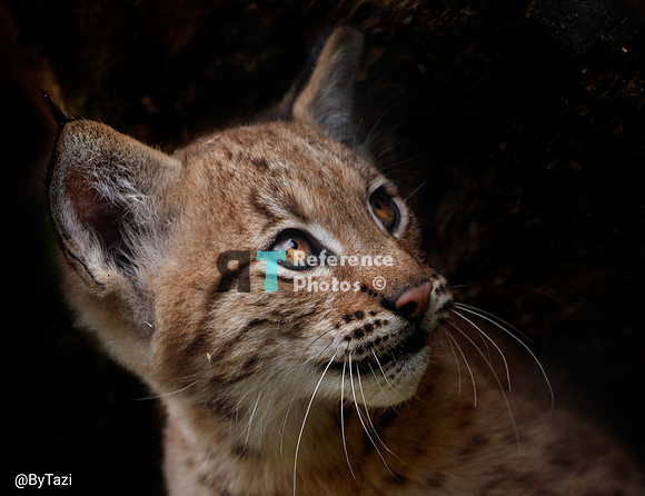 Eurasian lynx